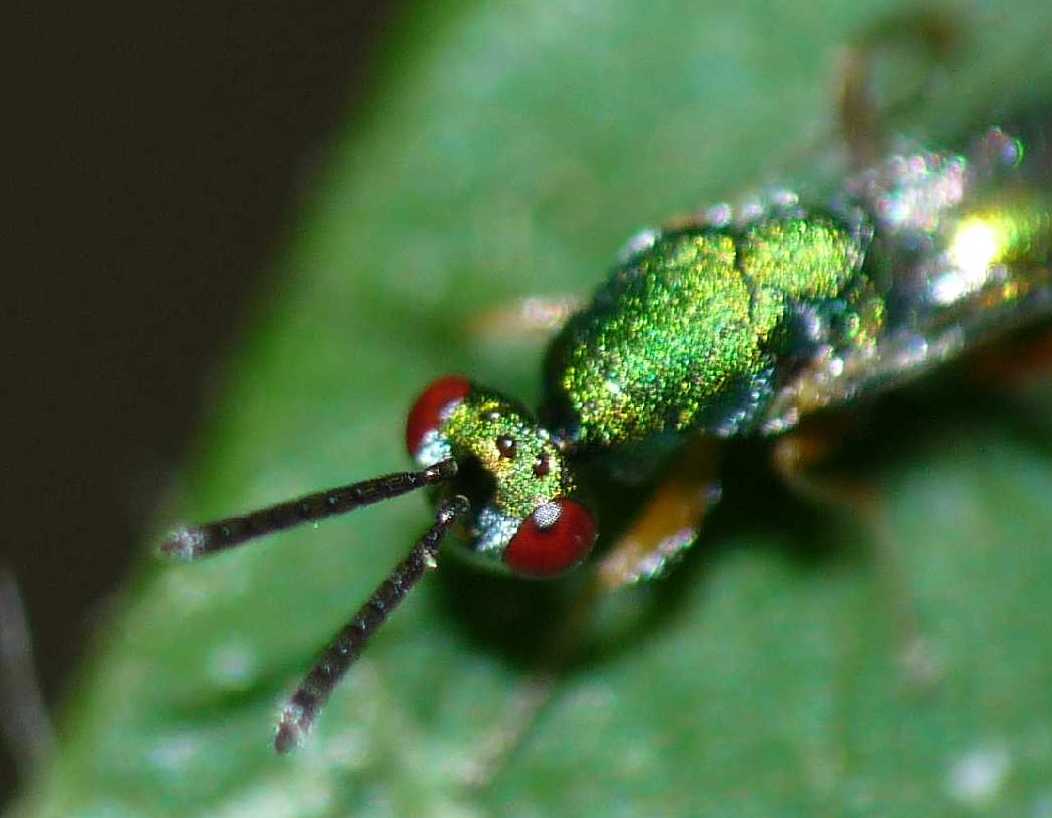 Piccolissimi imenotteri verdi: Torymus cfr. flavipes